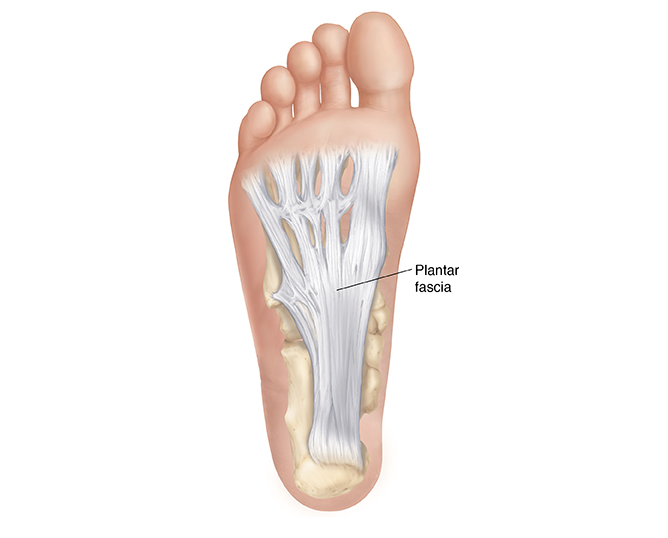 plantar fascia